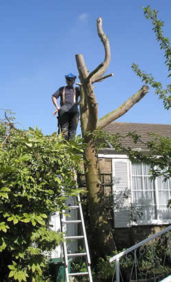 bomen vellen